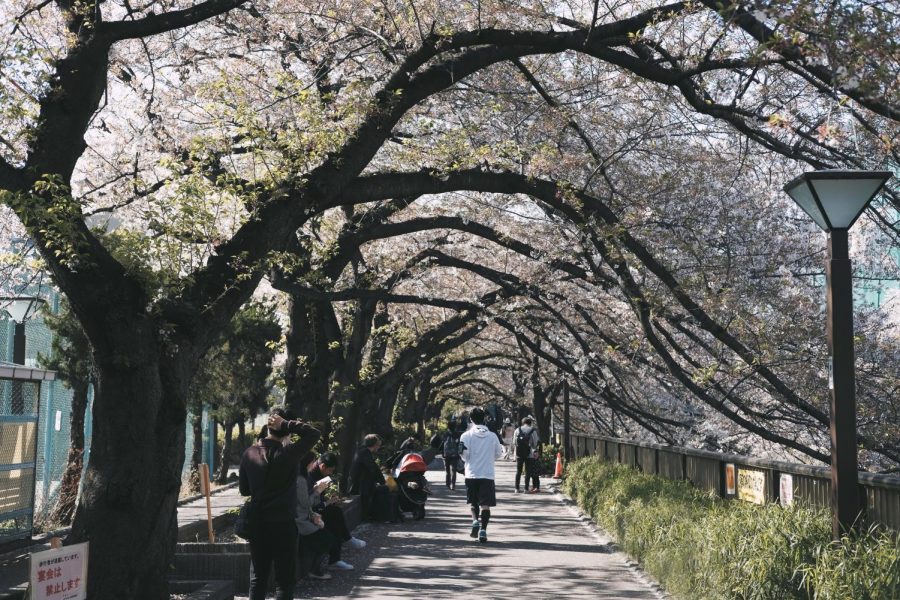 Behind This Year’s Early Sakura Bloom